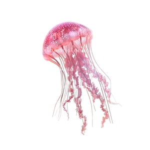 Jellyfish PNG, Watercolor Clipart, Digital Download