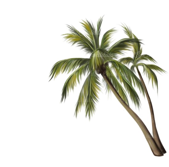 790+ Palm Tree Transparent Background Stock Illustrations, Royalty