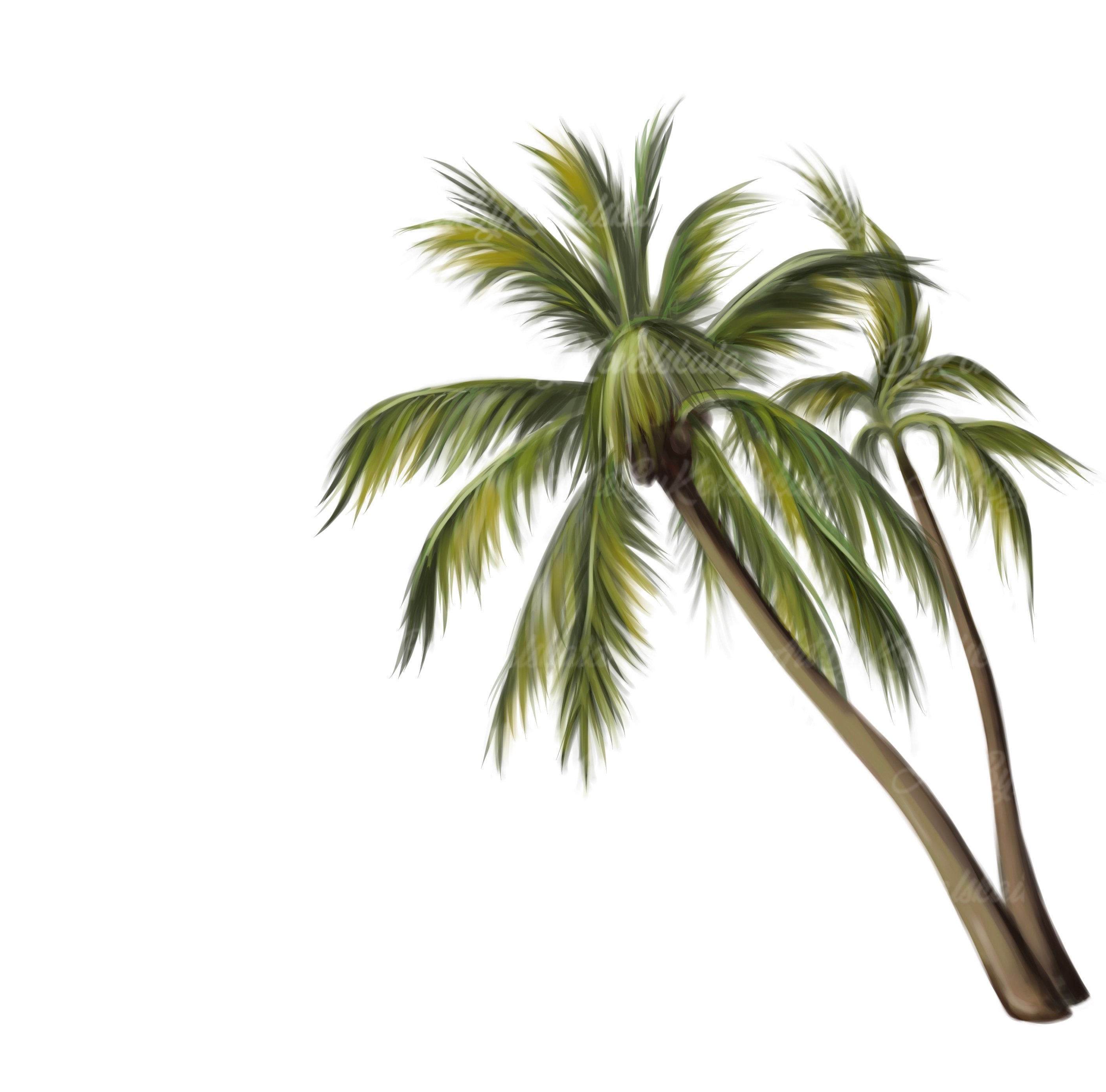 Palmera PNG Palmeras PNG Palmera Palm Tree Clipart - Etsy España