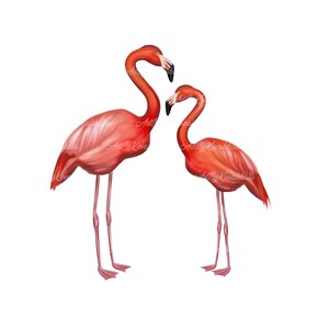 Two Flamingos set PNG, Symbol of Florida, Flamingos Clipart, Flamingos PNG, Digital Download, Commercial Use