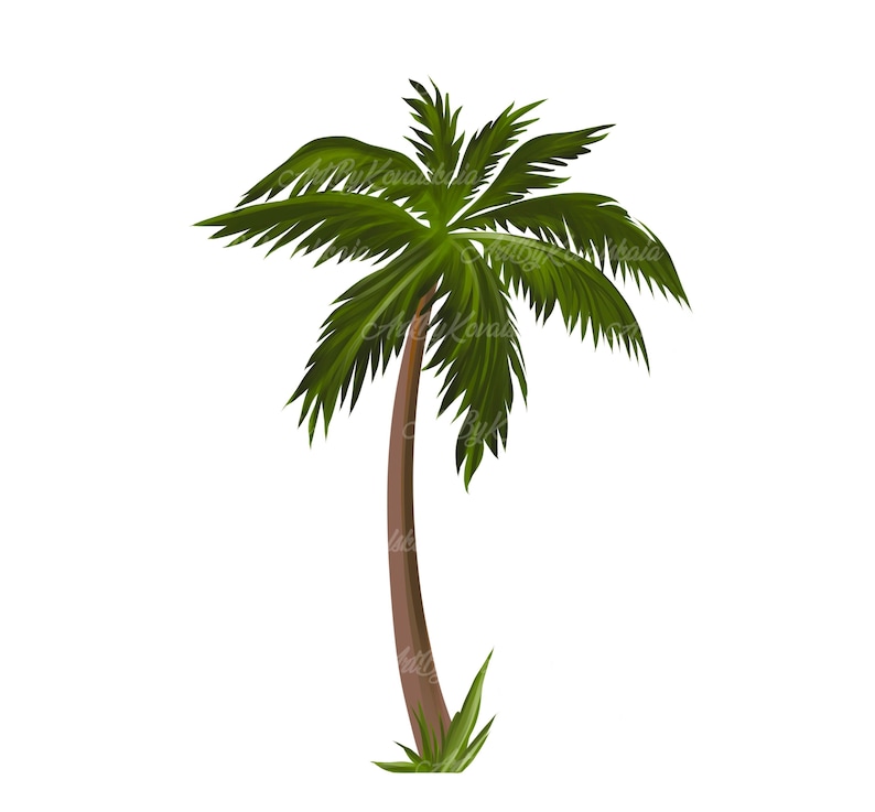 Op de afbeelding: Een enkele palmboom met een bruine stam en groene bladeren tegen een witte achtergrond.