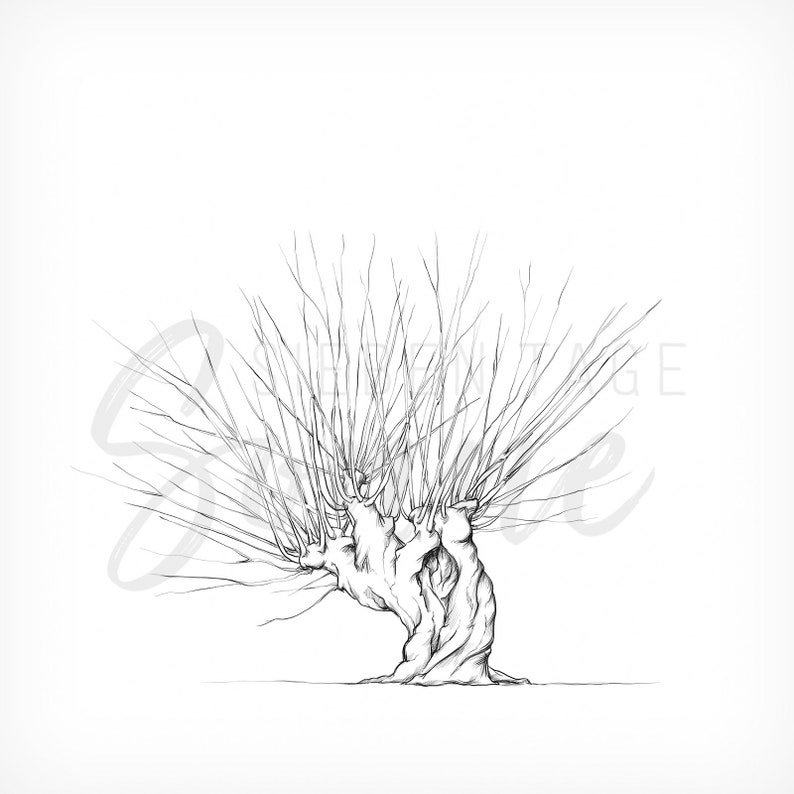 Baum-Motiv mit Kopfweide, für Hochzeiten, Baum für Fingerabdrücke, Illustration, Digitales Produkt, Download Bild 3