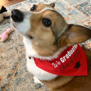 Puede incluir: Un perro corgi con un pa&ntilde;uelo rojo con el texto "We Graduate Class of 2023" en letras negras. El pa&ntilde;uelo tiene un icono de gorro de graduaci&oacute;n negro.