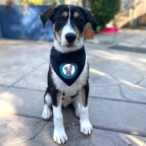 Puede incluir: Un perro blanco y negro con un pa&ntilde;uelo negro con un logotipo circular turquesa que dice "Hearts & Paws Rescue" y "Cali, CA" en texto blanco. El perro est&aacute; sentado en una superficie de concreto gris.
