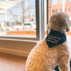 Puede incluir: Un perro blanco y esponjoso que lleva una bandana negra con el texto "INTERIOR DEFINE SECURITY" en letras blancas. El perro est&aacute; sentado frente a una ventana mirando hacia una calle de la ciudad.