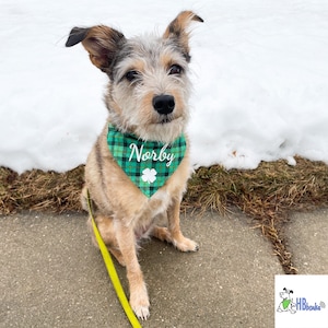 May include: A small, tan and grey dog wearing a green and white plaid bandana with a shamrock and the name "Norby" written in white. The dog is sitting on a sidewalk with a yellow leash attached to its collar.