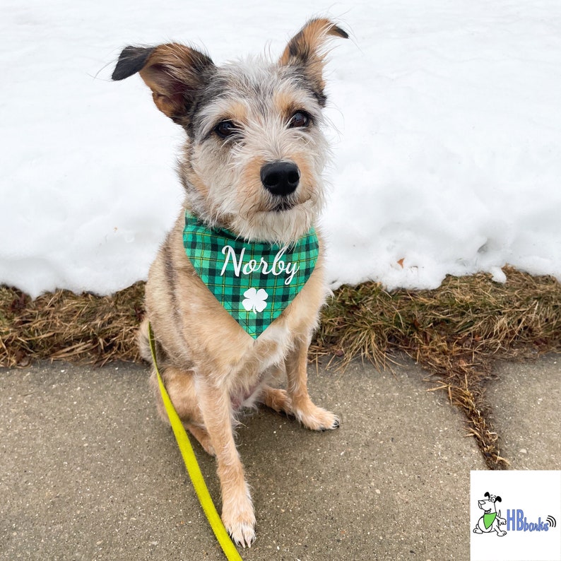 May include: A small, tan and grey dog wearing a green and white plaid bandana with a shamrock and the name "Norby" written in white. The dog is sitting on a sidewalk with a yellow leash attached to its collar.