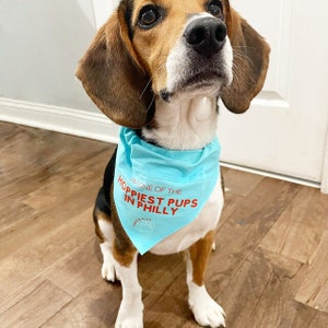 Puede incluir: Un perro beagle con un pa&ntilde;uelo azul claro con el texto "I'm one of the happiest pups in Philly" en rojo. El perro est&aacute; sentado en un suelo de madera.