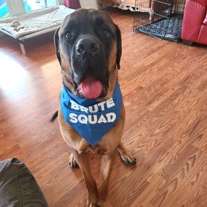 Puede incluir: Un perro grande marr&oacute;n y negro con un pa&ntilde;uelo azul con el texto "BRUTE SQUAD" en letras blancas. El perro est&aacute; sentado en un suelo de madera.