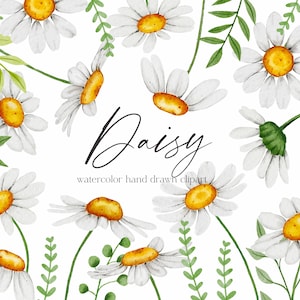 Clipart margherita dell'acquerello, clipart floreale camomilla, fiori dell'acquerello di fiori di campo, download PNG disegnato a mano floreale estivo