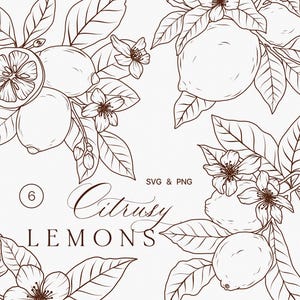 Arte em linha de frutas de limão clipart SVG - Esboços simples de flores de limão - Arte em linha fina de folhas de limão - Buquê de flores de flor de limão PNG