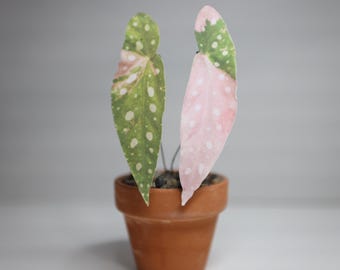 Paper Plant Decoration Variegated Begonia Maculata