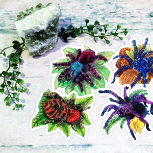 Pluizige vogelspinnen| Set van vier (4) schattige, levendige vogelspin met bloemen en planten stickers Decal