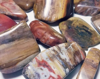 May include: A collection of polished petrified wood stones in various shades of brown, red, and yellow. The stones have a natural, organic texture and are perfect for crafting or display.