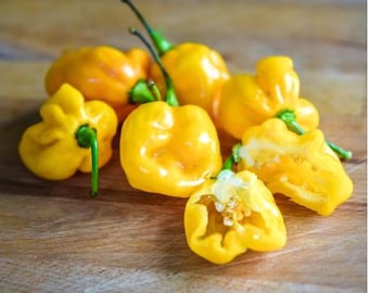 Small Hot Devils Yellow Cherry Habanero Hot Pepper Seeds