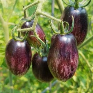 Tomato Brads Atomic Grape, Rare Striped Cherry  QTY 25 Solanum Lycopersicum LSTL2625