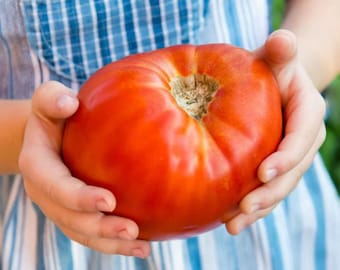 Tomato Seeds - Supersteak Hybrid