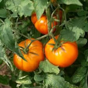 Sweet Tangerine Heirloom Tomatoes Grown/harvested in USA - Jumbo/Juicy/Sweet !! Can weigh over a pound. Solanum Lycopersicum  LYSTL2625