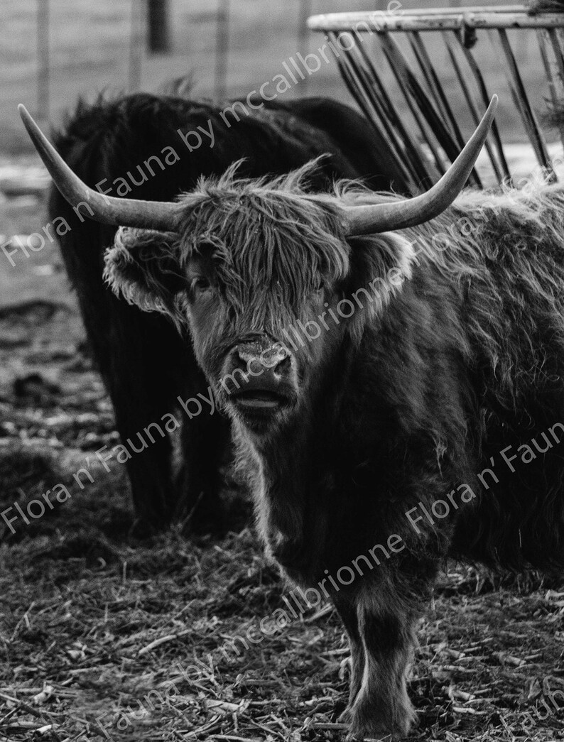 Black & White Highland Cow Etsy