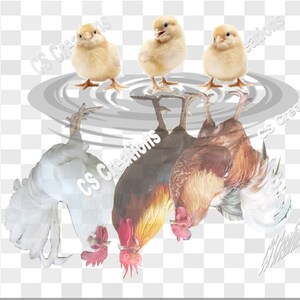 3 Chicks PNG