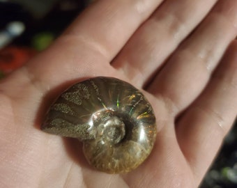 Ammonite