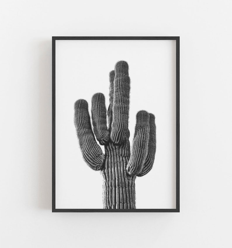 K&ouml;nnte beinhalten: Schwarz-Wei&szlig;-Druck mit Rahmen eines Saguaro-Kaktus. Der Kaktus mit seinen vielen Armen steht im Mittelpunkt. Das Bild ist eine kontrastreiche Fotografie, die die Textur und Details des Kaktus vor wei&szlig;em Hintergrund hervorhebt.
