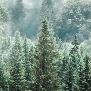 Puede incluir: Un paisaje sereno de un bosque denso, con altos &aacute;rboles de hoja perenne que dominan la escena. Los &aacute;rboles son una mezcla de verdes oscuros y claros, con una niebla brumosa que a&ntilde;ade profundidad y una paleta de colores suaves y apagados. La imagen evoca tranquilidad.