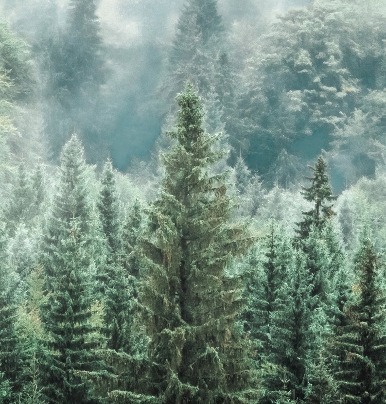 Puede incluir: Un paisaje sereno de un bosque denso, con altos &aacute;rboles de hoja perenne que dominan la escena. Los &aacute;rboles son una mezcla de verdes oscuros y claros, con una niebla brumosa que a&ntilde;ade profundidad y una paleta de colores suaves y apagados. La imagen evoca tranquilidad.