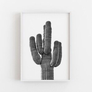 K&ouml;nnte beinhalten: Schwarz-Wei&szlig;-Druck eines Saguaro-Kaktus in einem Rahmen. Der Kaktus mit seinen vielen Armen steht im Mittelpunkt. Das Bild ist eine kontrastreiche Fotografie, die die Textur und Form der Pflanze vor wei&szlig;em Hintergrund hervorhebt.