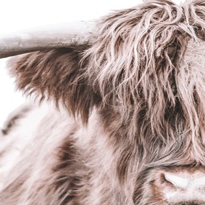 May include: Close-up of a brown and white Highland cow with long, shaggy fur. The cow's face is partially visible, showing its large, dark eyes and a pink nose.