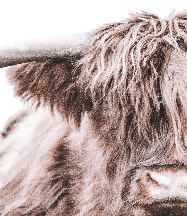 May include: Close-up of a brown and white Highland cow with long, shaggy fur. The cow's face is partially visible, showing its large, dark eyes and a pink nose.