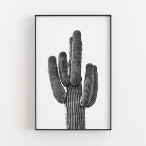 K&ouml;nnte beinhalten: Schwarz-Wei&szlig;-Druck in einem Rahmen eines Saguaro-Kaktus. Der Kaktus mit seinen mehreren Armen ist vor einem wei&szlig;en Hintergrund platziert. Das Bild ist eine Nahaufnahme, die die Textur und Details der Pflanze hervorhebt.