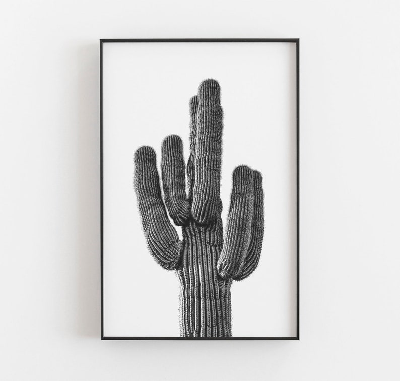 K&ouml;nnte beinhalten: Schwarz-Wei&szlig;-Druck in einem Rahmen eines Saguaro-Kaktus. Der Kaktus mit seinen mehreren Armen ist vor einem wei&szlig;en Hintergrund platziert. Das Bild ist eine Nahaufnahme, die die Textur und Details der Pflanze hervorhebt.