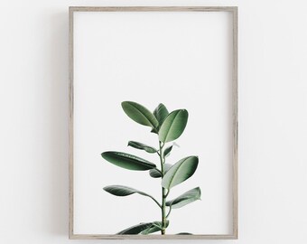 Rubber Plant Print, Botanical Wall Art, Green Plant, Minimalist Wall Art, Neutral Home Decor, DIGITAL DOWNLOAD, PRINTABLE Art Large Wall Art