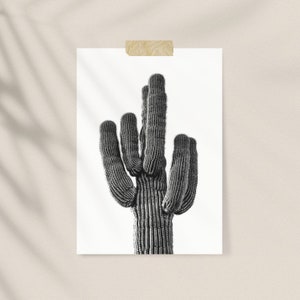 K&ouml;nnte beinhalten: Schwarz-Wei&szlig;-Druck eines Saguaro-Kaktus. Der Kaktus mit mehreren Armen ist mit Klebeband an einem wei&szlig;en Hintergrund befestigt. Das Bild ist eine Nahaufnahme, die die Textur und Form des Kaktus hervorhebt.