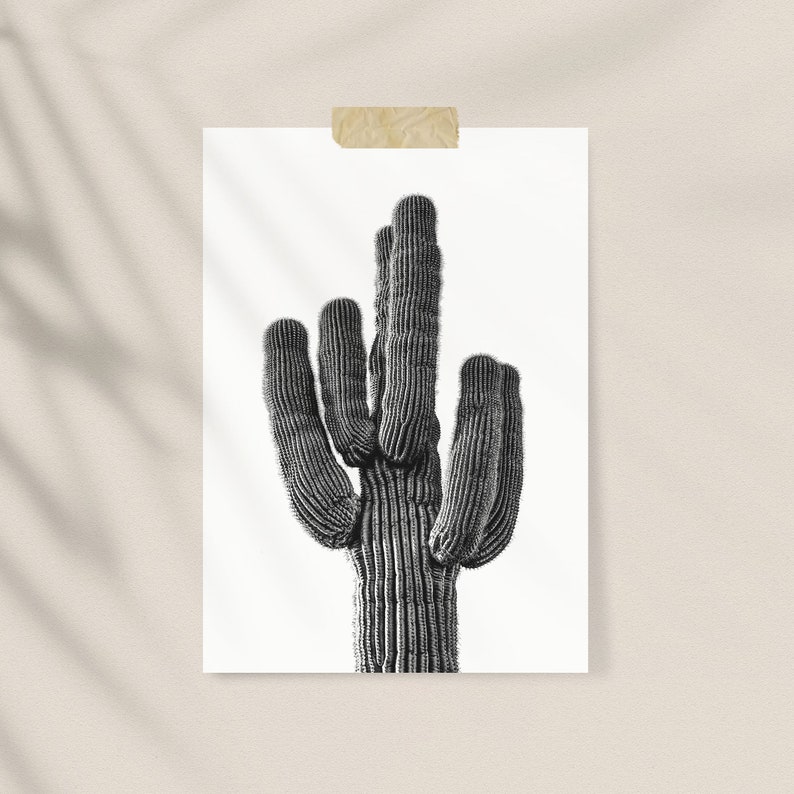 K&ouml;nnte beinhalten: Schwarz-Wei&szlig;-Druck eines Saguaro-Kaktus. Der Kaktus mit mehreren Armen ist mit Klebeband an einem wei&szlig;en Hintergrund befestigt. Das Bild ist eine Nahaufnahme, die die Textur und Form des Kaktus hervorhebt.