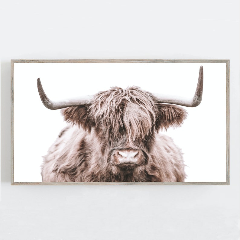 May include: A close-up portrait of a brown and white Highland cow with long, shaggy fur and large horns. The cow is looking directly at the camera with a serious expression.