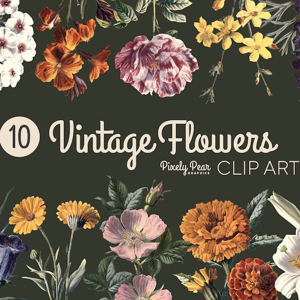 10 PNG Vintage Flower Illustrations Digital Download, Botanical Clip Art, Nature Illustrations, Vintage Graphics