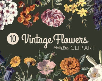 10 png-vintage bloemillustraties digitale download, botanische illustraties, natuurillustraties, vintage graphics