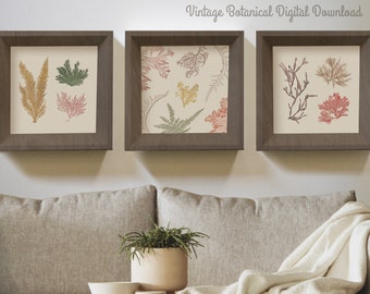 Set van 3 vintage botanische kunstafdrukken digitale download | Natuurlijke decoratie | Vintage kunst | Rustieke muurkunst