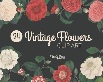 24 PNG Vintage Roses Digital Download, Flower Clip Art, Botanical Illustrations, Vintage Graphics