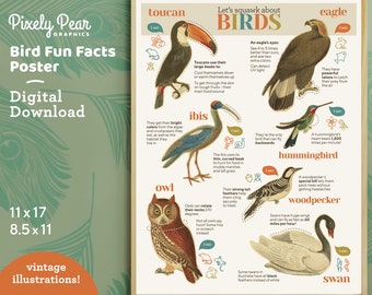Educatieve vogels leuke weetjes Poster digitale Download | Vogelafdruk | Montessori | Decor voor thuisonderwijs | Natuur klaslokaal decor | Dierenposters