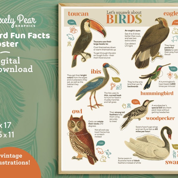 Educational Birds Fun Facts Poster Digital Download | Bird Print | Montessori | Homeschool Decor | Nature Classroom Decor | Animal Posters