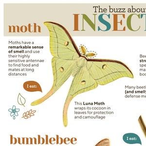 Op de afbeelding: Illustratie van een groene Luna-vlinder met bruine markeringen. De vlinder is omringd door tekst die "moth" en "This Luna Moth wraps its cocoon in leaves for protection and camouflage" luidt.