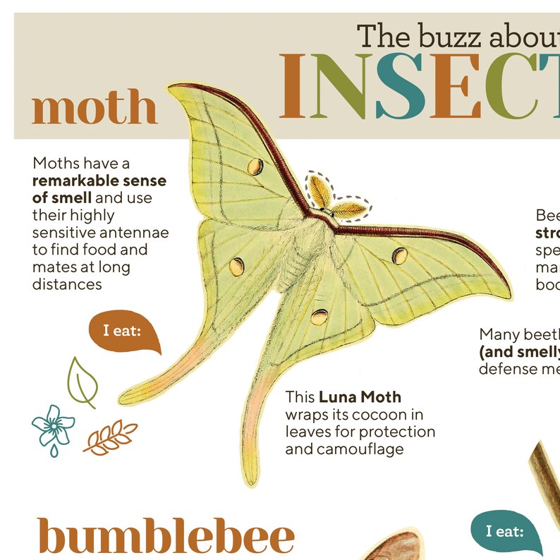 Op de afbeelding: Illustratie van een groene Luna-vlinder met bruine markeringen. De vlinder is omringd door tekst die "moth" en "This Luna Moth wraps its cocoon in leaves for protection and camouflage" luidt.