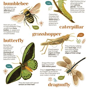 Op de afbeelding: Ge&iuml;llustreerde gids over veelvoorkomende insecten, waaronder een hommel, een rups, een sprinkhaan, een vlinder en een libel. Elk insect wordt afgebeeld met zijn naam, een beschrijving van zijn unieke kenmerken en wat hij eet.
