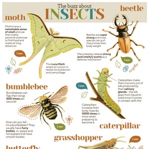 Op de afbeelding: Een ge&iuml;llustreerde grafiek over insecten, met een mot, een hommel, een maansikkelvlinder, een kever, een rups, een sprinkhaan en tekst over hun kenmerken. De tekst bevat de woorden "De buzz over insecten".