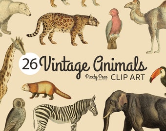 Vintage Zoo Animal Clipart, Vintage Graphics (PNG Digital Download)