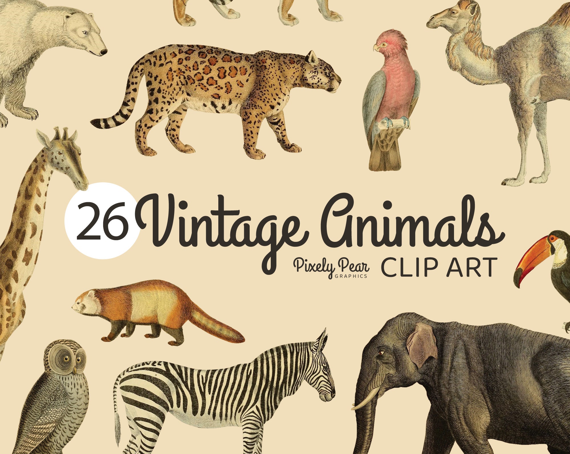 26 PNG Vintage Zoo Animal Clipart Digital Download Animal - Etsy