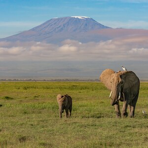 Mother Elephant with Her Baby Walking in Front of Mount Kilimanjaro, Africa, Nature Photography, Home Wall Décor, Landscape Photo Print, Art